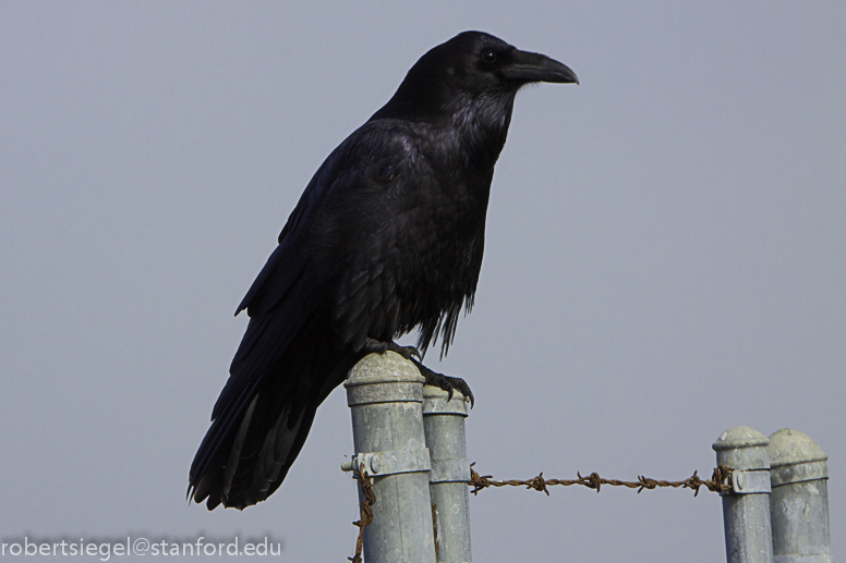 corvid